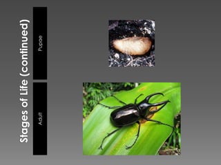Stages of Life (continued)PupaeAdult