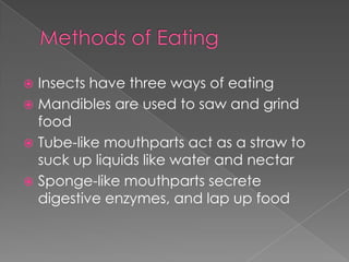 Methods of EatingInsects have three ways of eatingMandibles are used to saw and grind foodTube-like mouthparts act as a straw to suck up liquids like water and nectarSponge-like mouthparts secrete digestive enzymes, and lap up food