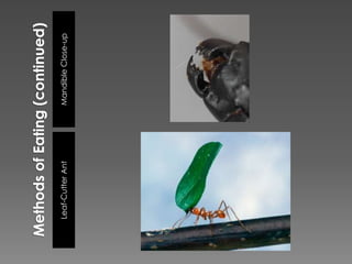 Methods of Eating (continued)Mandible Close-upLeaf-Cutter Ant