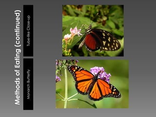 Methods of Eating (continued)Tube-like Close-upMonarch Butterfly
