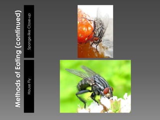 Methods of Eating (continued)Sponge-like Close-upHouse Fly