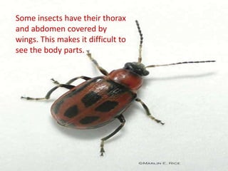 Insects have body parts just like a human…
