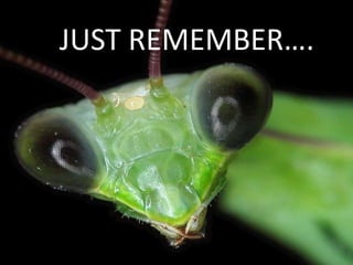 Insects have three basic body parts: a head, a thorax, and an abdomen.