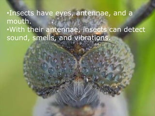 All Insects have SIX Legs!!!!