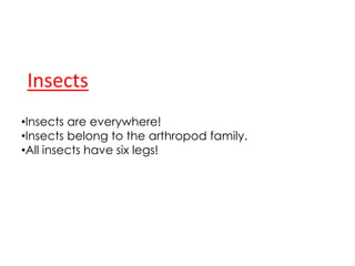 InsectsInsects are everywhere!