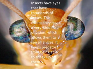 Insects have eyes, antennae, and a mouth.