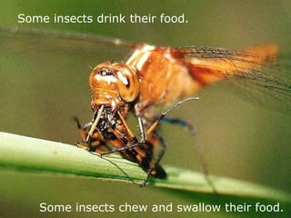 Insects have eyes that have thousands of lenses. This means they have a very wide field of vision, which allows them to see all angles. It keeps predators from being able to sneak up on them!