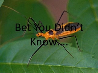 The thorax is divided into three parts. Each part contains a pair of legs. The legs are used to jump, swim, grab, or dig.