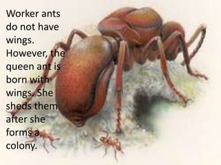 Wings are located on the abdomen as well. Not all insects have wings. However, most insects have four wings, or two pairs. Some may only have one pair.