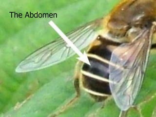 Bet You Didn’t Know….