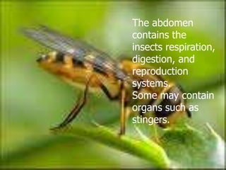 Worker ants do not have wings. However, the queen ant is born with wings. She sheds them after she forms a colony.