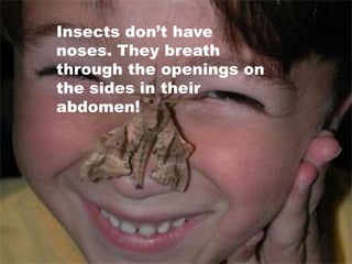 The abdomen contains the insects respiration, digestion, and reproduction systems. Some may contain organs such as stingers.