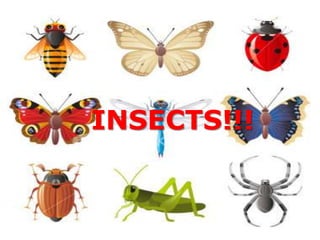 Insects don’t have noses. They breath through the openings on the sides in their abdomen! 