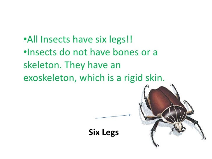 Do all insects have six legs?