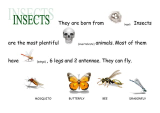 They are born from (eggs). Insects
are the most plentiful (invertebrate) animals. Most of them
have (wings) , 6 legs and 2 antennae. They can fly.
MOSQUITO BUTTERFLY BEE DRAGONFLY
 
