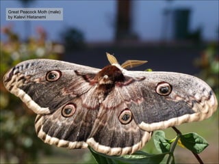 Great Peacock Moth (male) by Kalevi Hietanemi 
