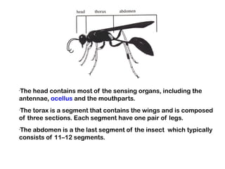 The head contains most of the sensing organs, including the
•


antennae, ocellus and the mouthparts.
The torax is a segment that contains the wings and is composed
•


of three sections. Each segment have one pair of legs.
The abdomen is a the last segment of the insect  which typically
•


consists of 11–12 segments.
 