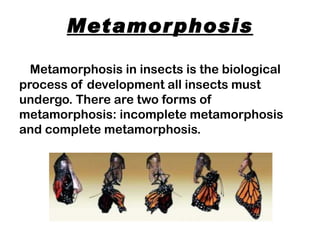 Metamor phosis

  Metamorphosis in insects is the biological
process of development all insects must
undergo. There are two forms of
metamorphosis: incomplete metamorphosis
and complete metamorphosis.
 
