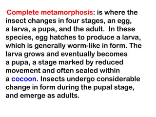 •
 Complete metamorphosis: is where the
insect changes in four stages, an egg,
a larva, a pupa, and the adult.  In these
species, egg hatches to produce a larva,
which is generally worm-like in form. The
larva grows and eventually becomes
a pupa, a stage marked by reduced
movement and often sealed within
a cocoon. Insects undergo considerable
change in form during the pupal stage,
and emerge as adults.
 