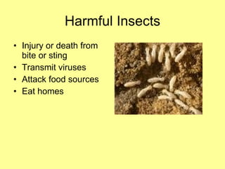 Harmful Insects Injury or death from bite or sting Transmit viruses Attack food sources Eat homes 