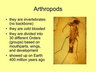 Arthropods they are invertebrates (no backbone) they are cold blooded they are divided into 30 different Orders (groups) based on mouthparts, wings, and development showed up on Earth 400 million years ago 