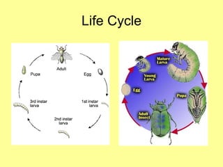 Life Cycle 