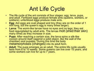 Ant Life Cycle The life cycle of the ant consists of four stages: egg, larva, pupa, and adult. Fertilized eggs produce female ants (queens, workers, or soldiers); unfertilized eggs produce male ants.  Egg : Ant eggs are oval shaped and tiny (they are on the order of 1 mm long, but the queen's egg is many times larger).  Larva : The worm-like larvae have no eyes and no legs; they eat food regurgitated by adult ants. The larvae  molt (shed their skin)  many times as they increase in size.  Pupa : After reaching a certain size, the larva spins a silk-like cocoon around itself (against a solid object, like the wall of the chamber) and pupates. During this time the body  metamorphoses (changes)  into its adult form.  Adult : The pupa emerges as an adult. The entire life cycle usually lasts from 6 to 10 weeks. Some queens can live over 15 years, and some workers can live for up to 7 years.  