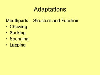 Adaptations Mouthparts – Structure and Function Chewing Sucking Sponging Lapping 