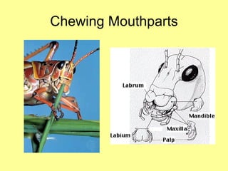 Chewing Mouthparts 