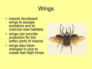 Wings insects developed wings to escape predators and to colonize new habitats wings can provide protection for the softer parts of insects wings also have changed in size to create fast flight times 