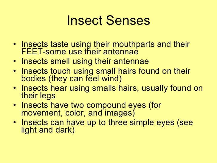 Insects