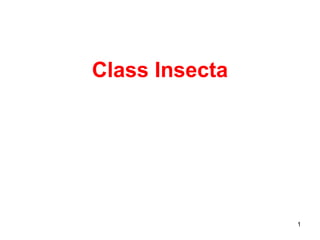 Class Insecta




                1
 