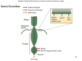 Insects | PPT