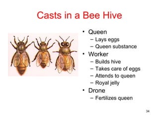 Insects | PPT