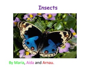 Insects
By Maria, Aida and Arnau.
 