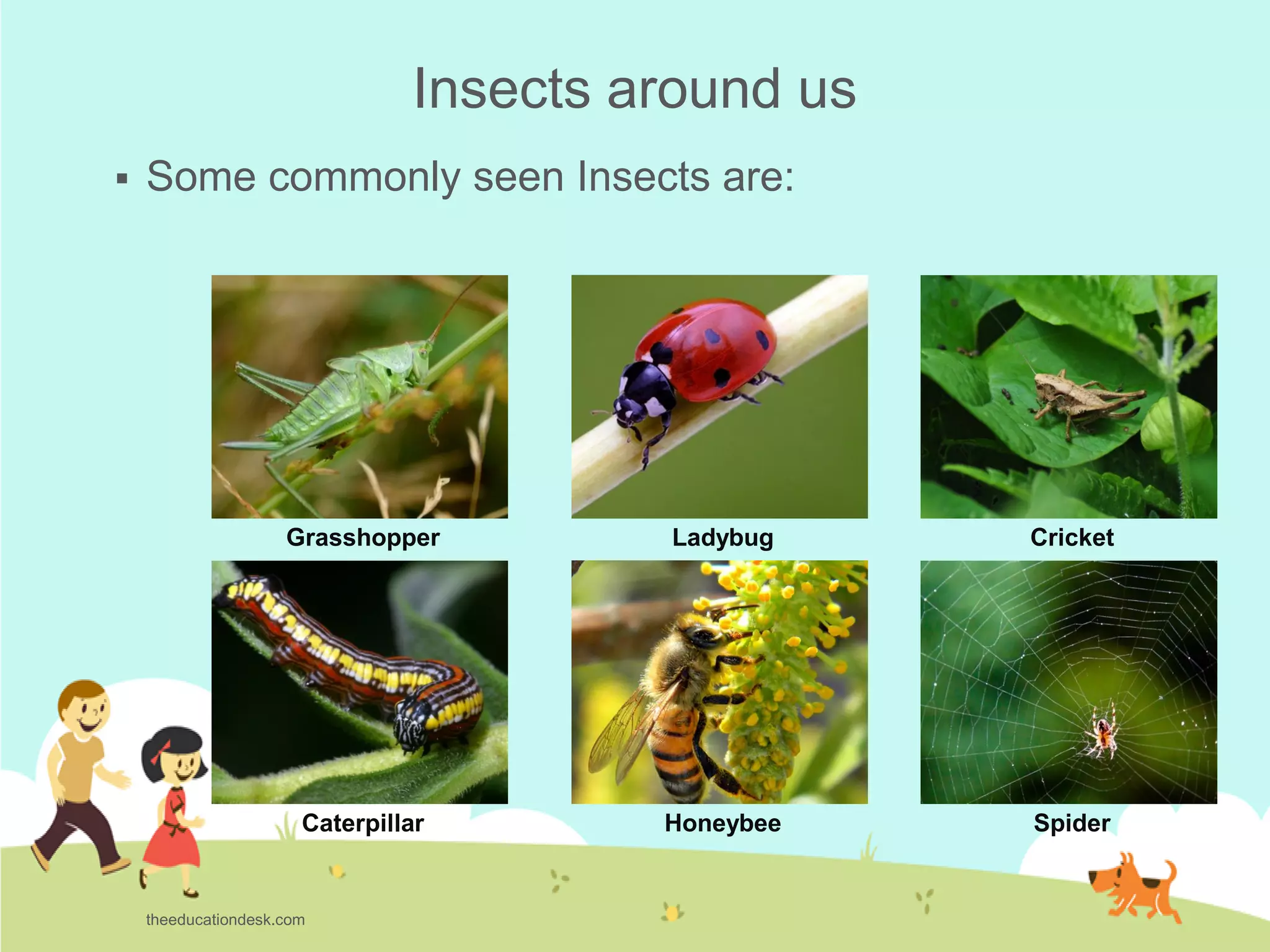 Environmental Science (EVS): Insects (Class II) | PDF
