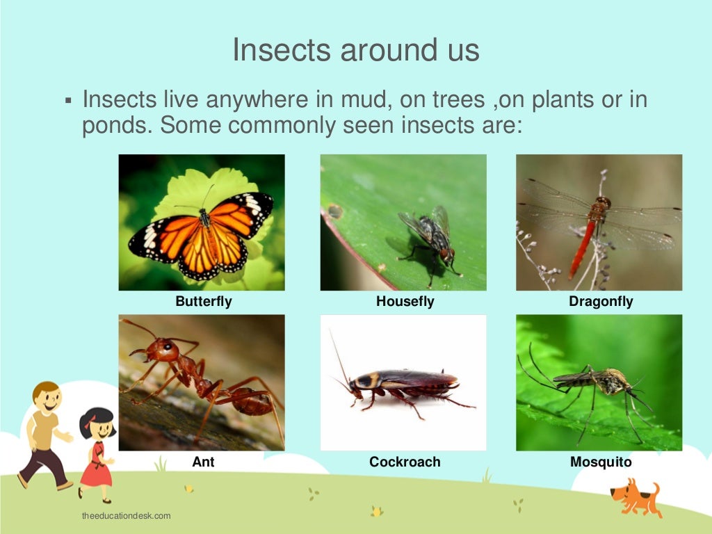 Environmental Science (EVS) Insects (Class II)