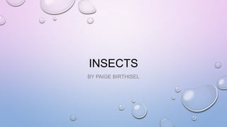INSECTS
BY PAIGE BIRTHISEL

 