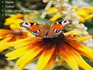 • Name 
• Colour 
• Legs, wings, antennae 
• It can… 
 