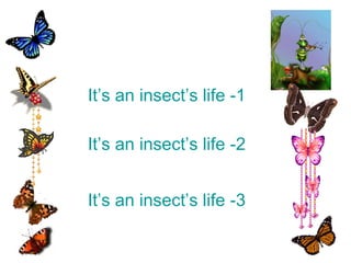 It’s an insect’s life -1 
It’s an insect’s life -2 
It’s an insect’s life -3 
