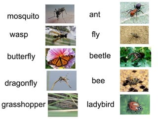 mosquito 
wasp 
butterfly 
dragonfly 
ant 
fly 
beetle 
bee 
grasshopper ladybird 
 