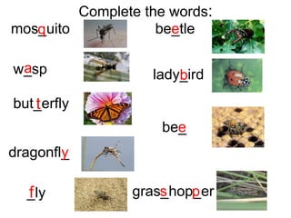 Complete the words: 
mos_uito 
q 
a 
t 
w_sp 
but_erfly 
dragonfl_ 
be_e 
tle 
lady_ird 
b 
be_ 
y 
f 
e 
_ly gras_s hop_p 
er 
 