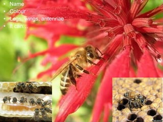 • Name 
• Colour 
• Legs, wings, antennae 
• It can… 
 
