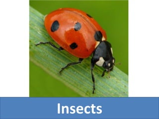 Insects
 