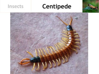 Insects | PPTX