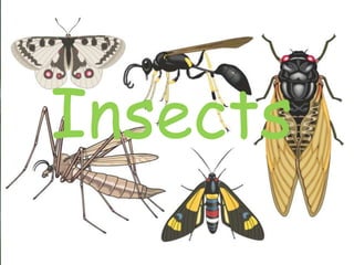 Insects
 