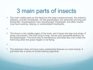 Insects | PPT