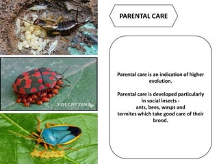PARENTAL CARE
Parental care is an indication of higher
evolution.
Parental care is developed particularly
in social insects -
ants, bees, wasps and
termites which take good care of their
brood.
 