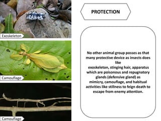 PROTECTION
No other animal group posses as that
many protective device as insects does
like
exoskeleton, stinging hair, apparatus
which are poisonous and repugnatory
glands (defensive gland) as
mimicry, camouflage, and habitual
activities like stillness to feign death to
escape from enemy attention.
Exoskeleton
Camouflage
Camouflage
 