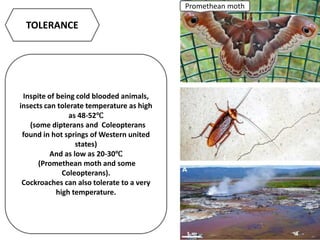 TOLERANCE
Inspite of being cold blooded animals,
insects can tolerate temperature as high
as 48-52℃
(some dipterans and Coleopterans
found in hot springs of Western united
states)
And as low as 20-30℃
(Promethean moth and some
Coleopterans).
Cockroaches can also tolerate to a very
high temperature.
Promethean moth
 